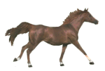 horse5